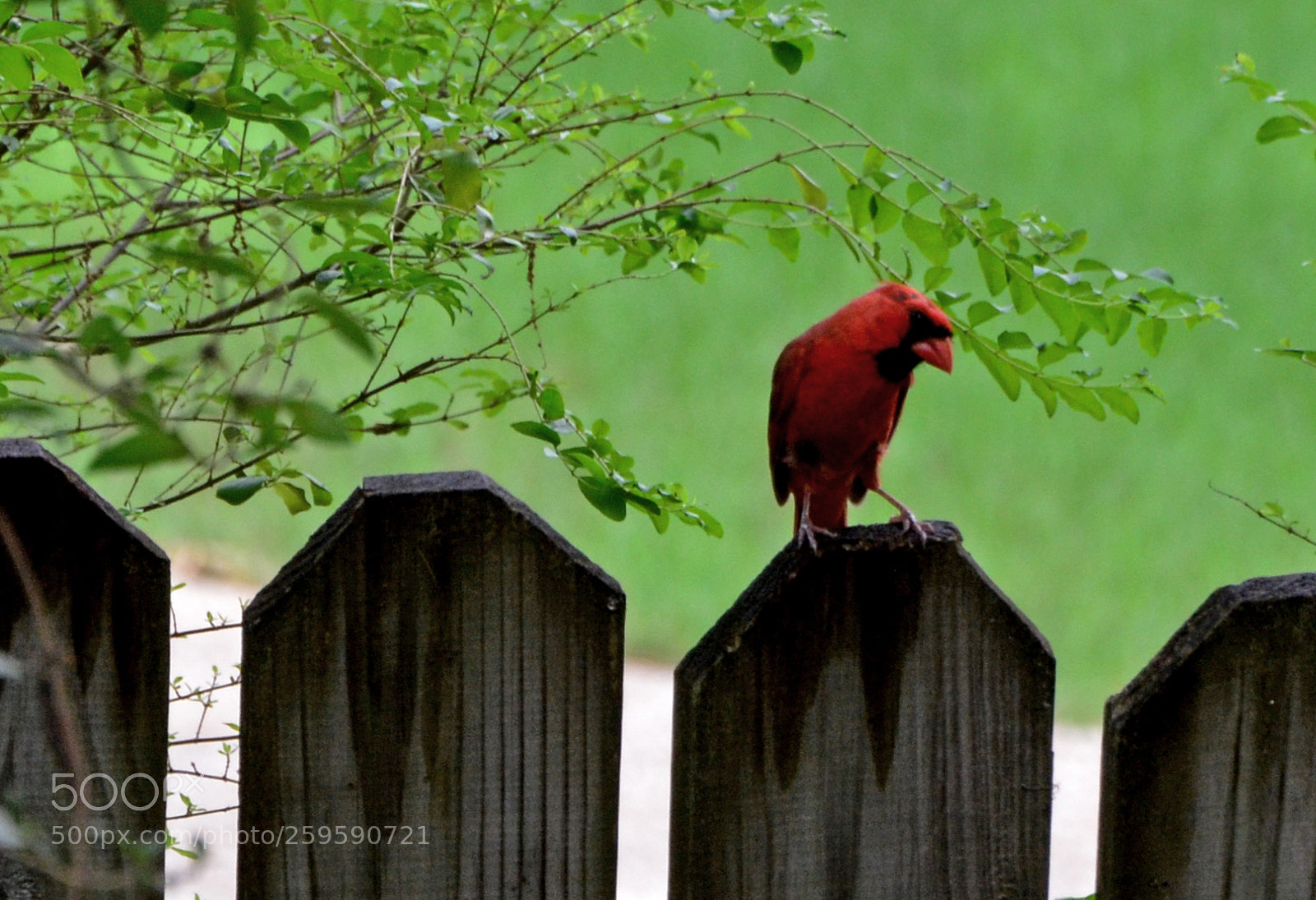 Nikon D7000 sample photo. Bird on fence photography