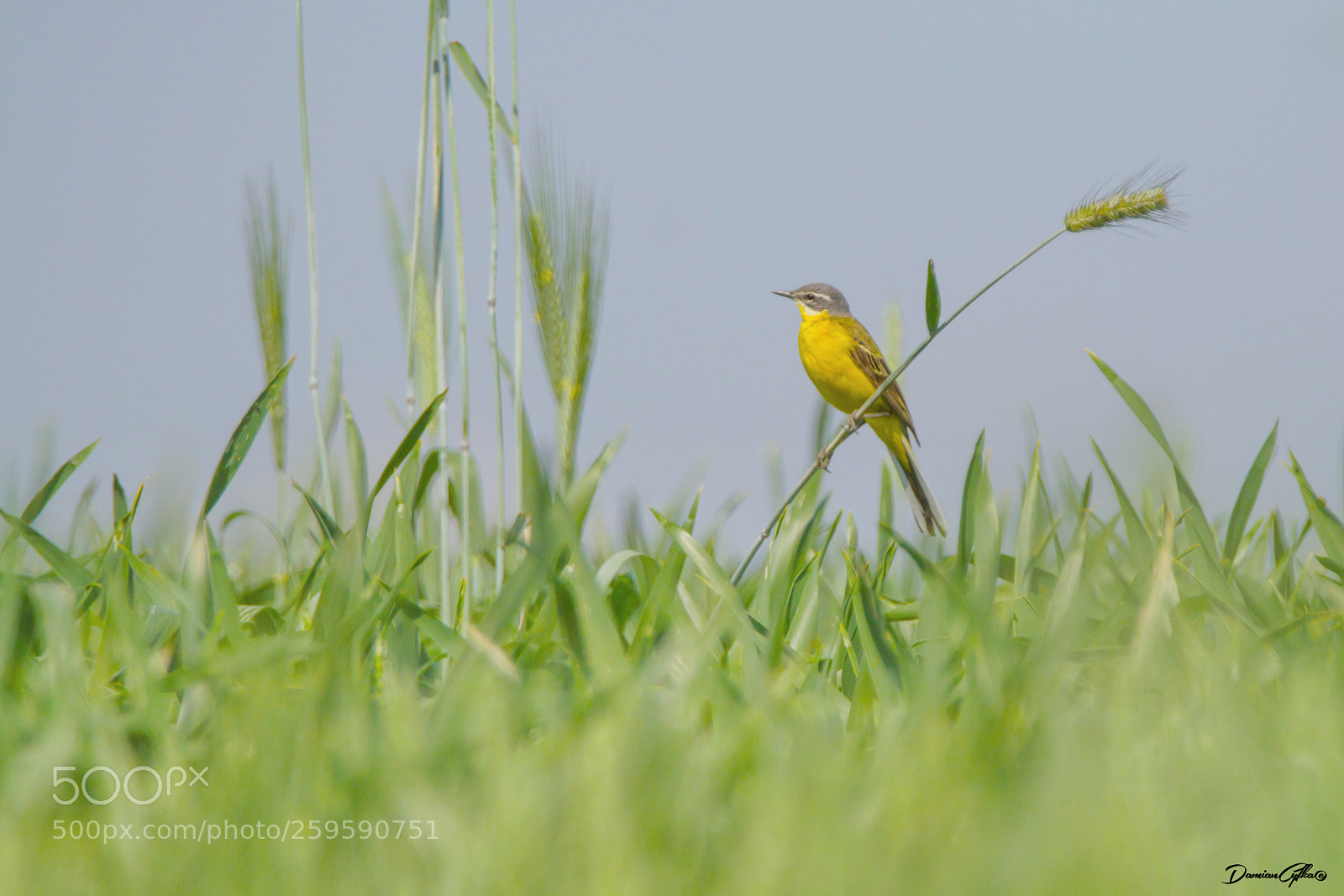 Canon EOS 7D sample photo. Western yellow wagtailm photography