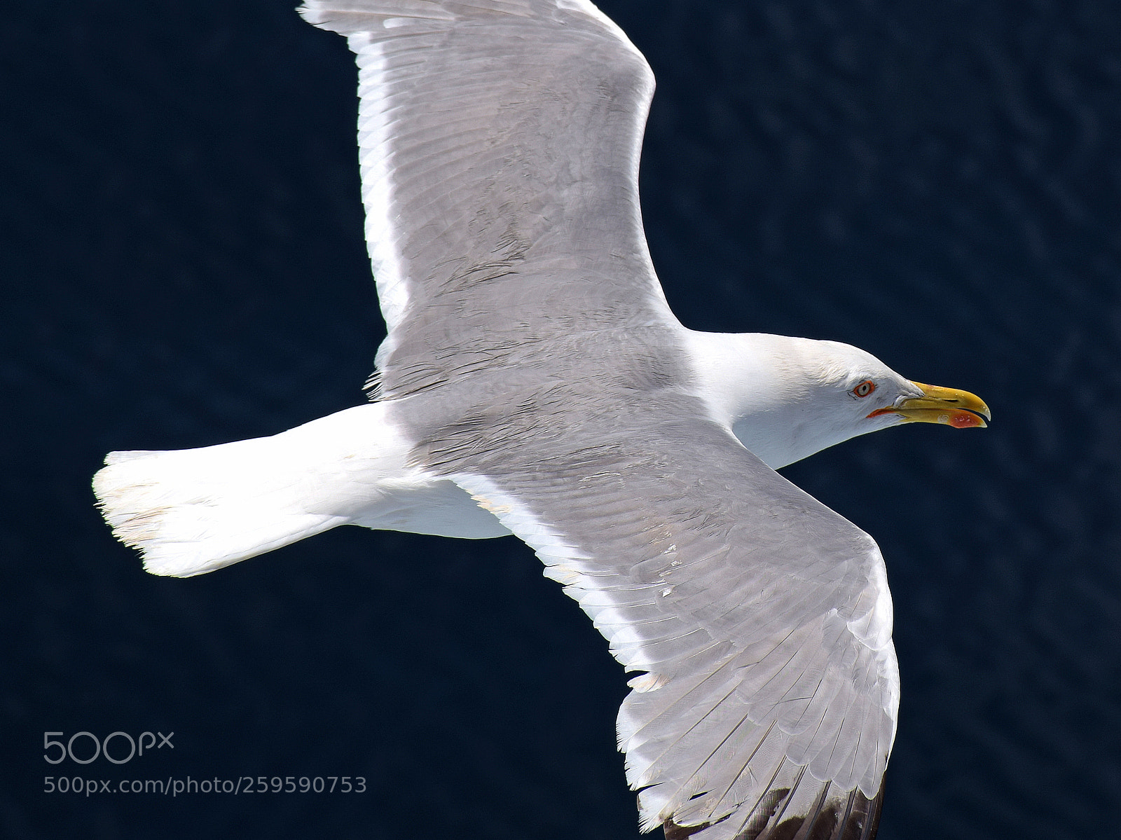 Nikon D5300 sample photo. An aegean sea seagull photography