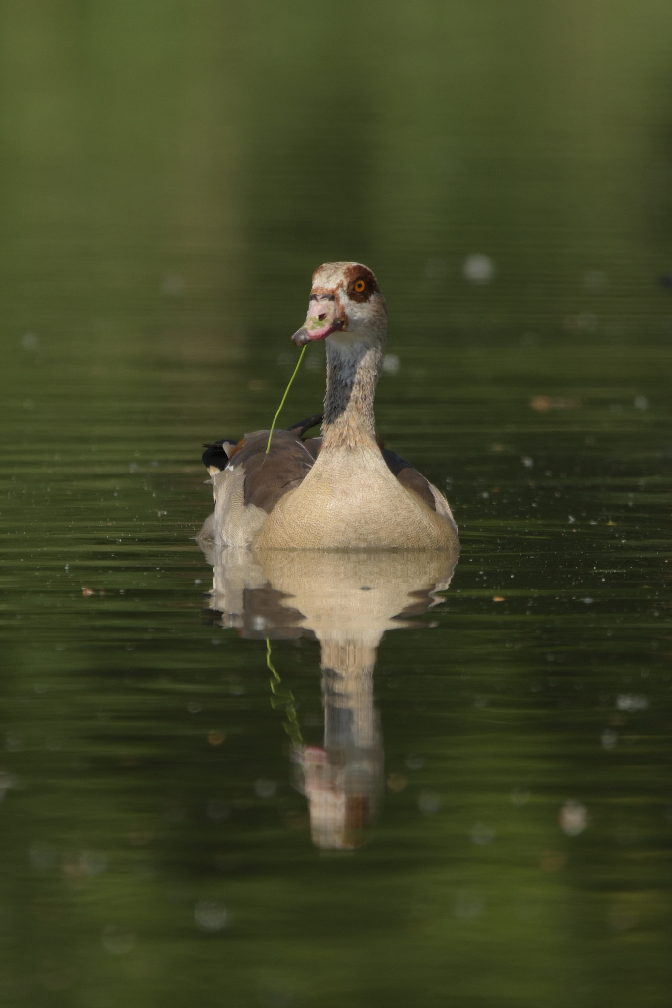 Sigma 150-600mm F5-6.3 DG OS HSM | C sample photo. Egyptian goose (alopochen aegyptiaca) photography