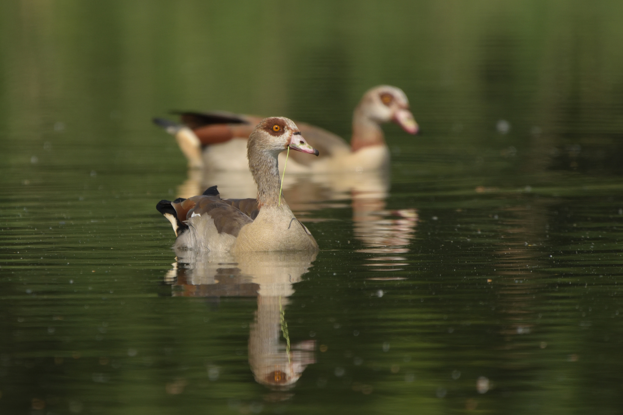 Sigma 150-600mm F5-6.3 DG OS HSM | C sample photo. Egyptian goose (alopochen aegyptiaca) photography