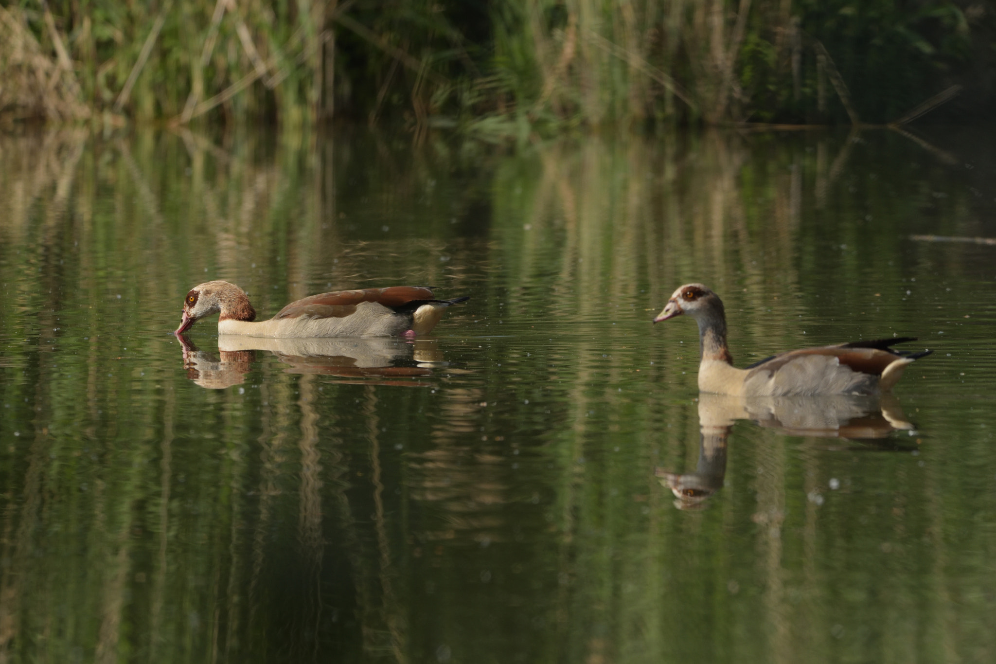 Nikon D750 + Sigma 150-600mm F5-6.3 DG OS HSM | C sample photo. Egyptian goose (alopochen aegyptiaca) photography