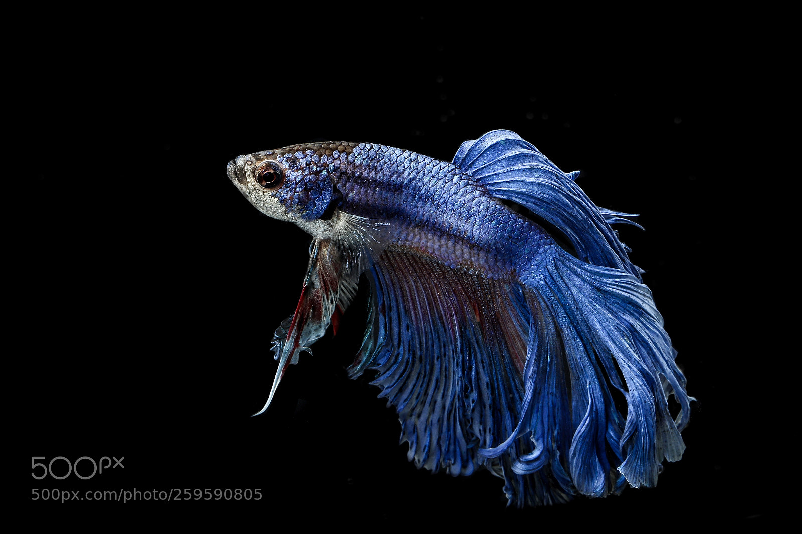 Canon EOS-1D X Mark II sample photo. Betta photography