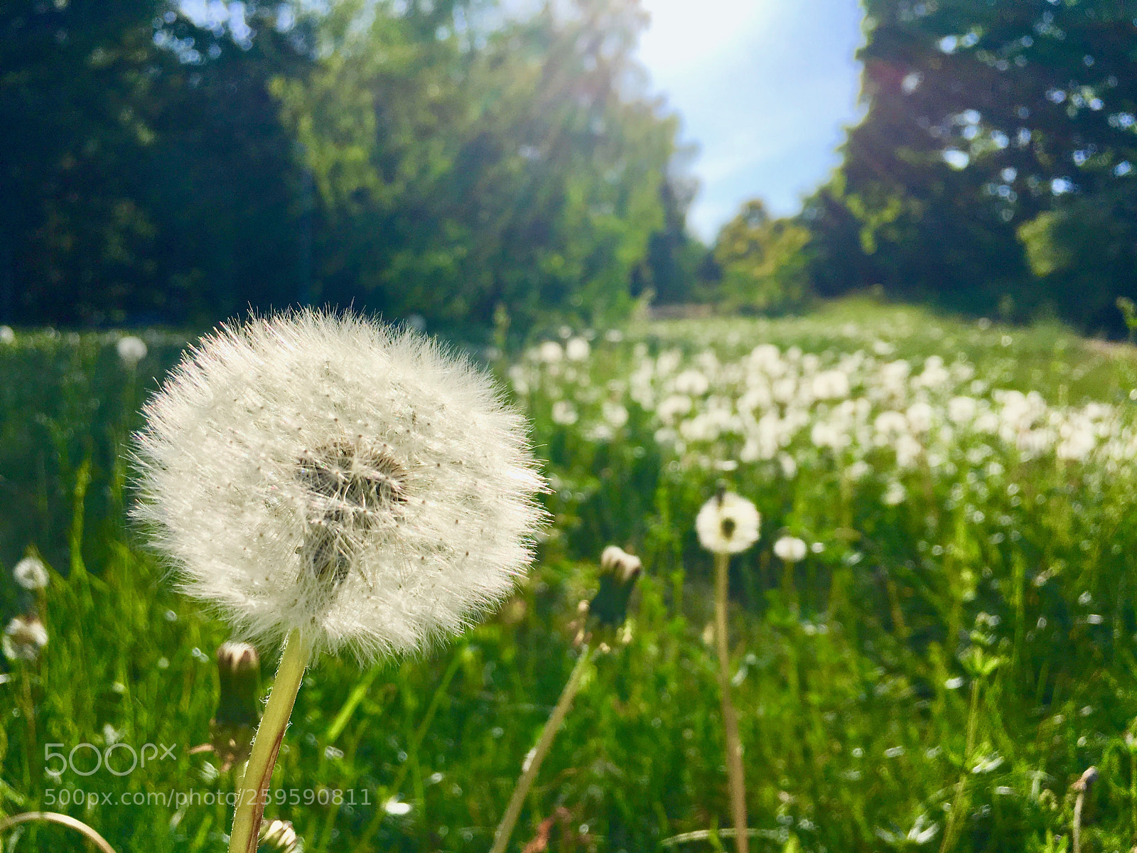 Apple iPhone 6s sample photo. Greenivity photography