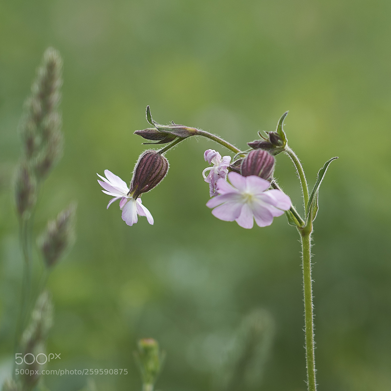 Nikon D7200 sample photo. Campion photography