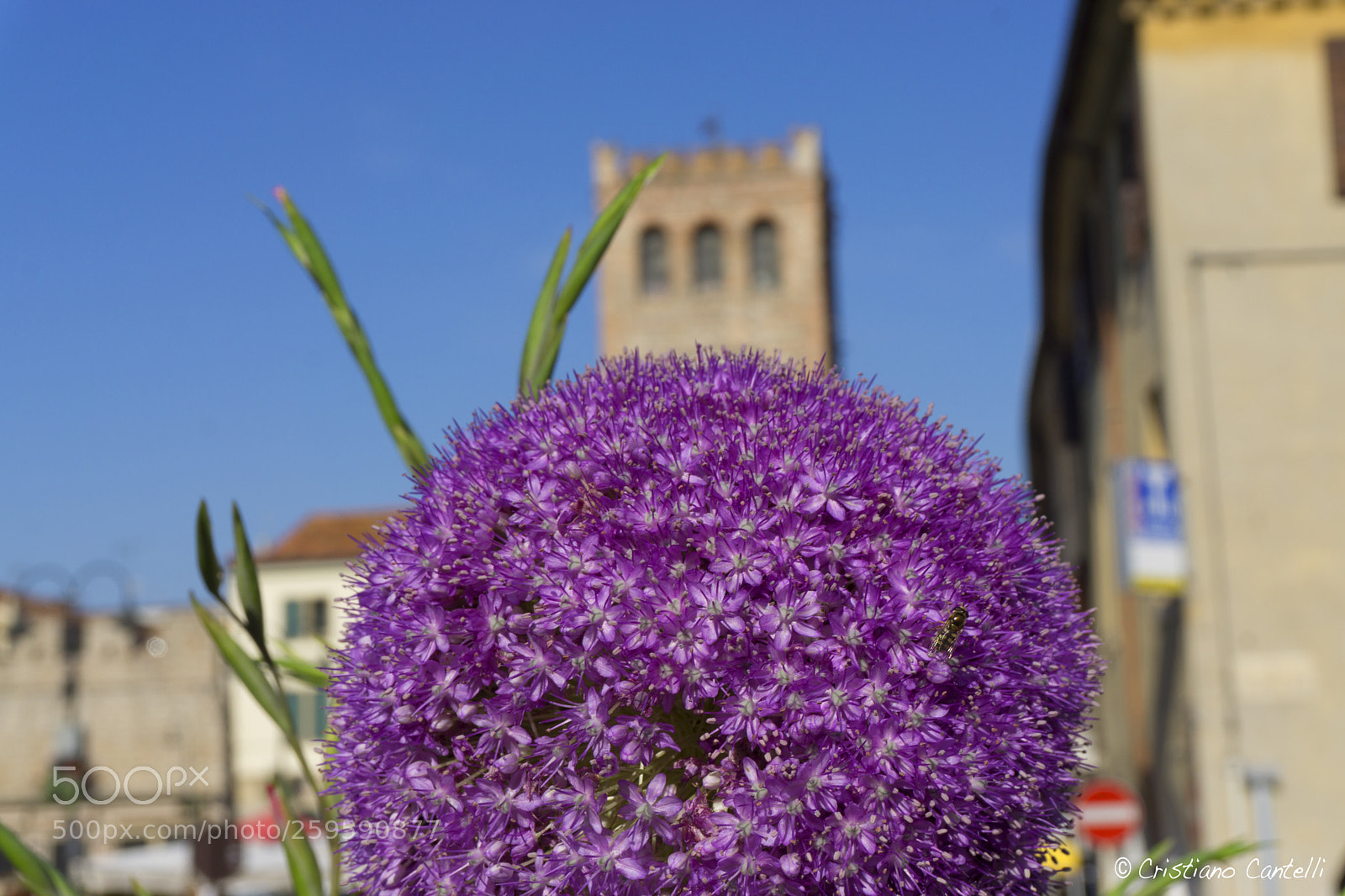 Sony a6000 sample photo. Flower&bugmonselice#2 photography