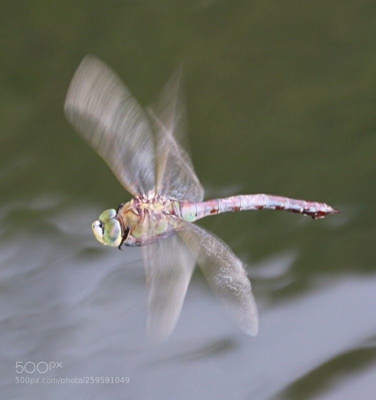 Canon EF-S 18-135mm F3.5-5.6 IS sample photo. Dragonfly photography