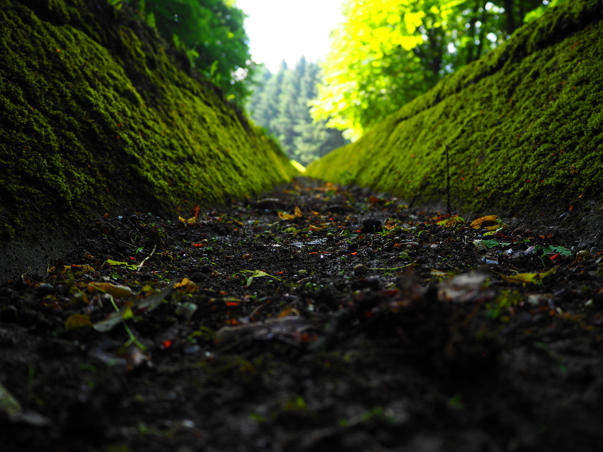 Olympus PEN E-PL7 sample photo. Nature 1 photography