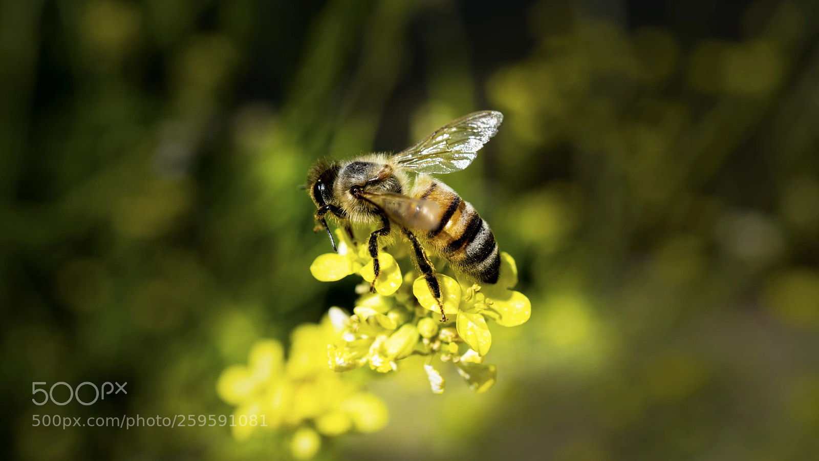 Sony a6000 sample photo. Flower bee photography