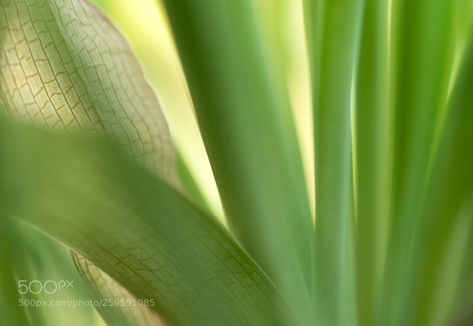 Sony a7R II sample photo. Green photography