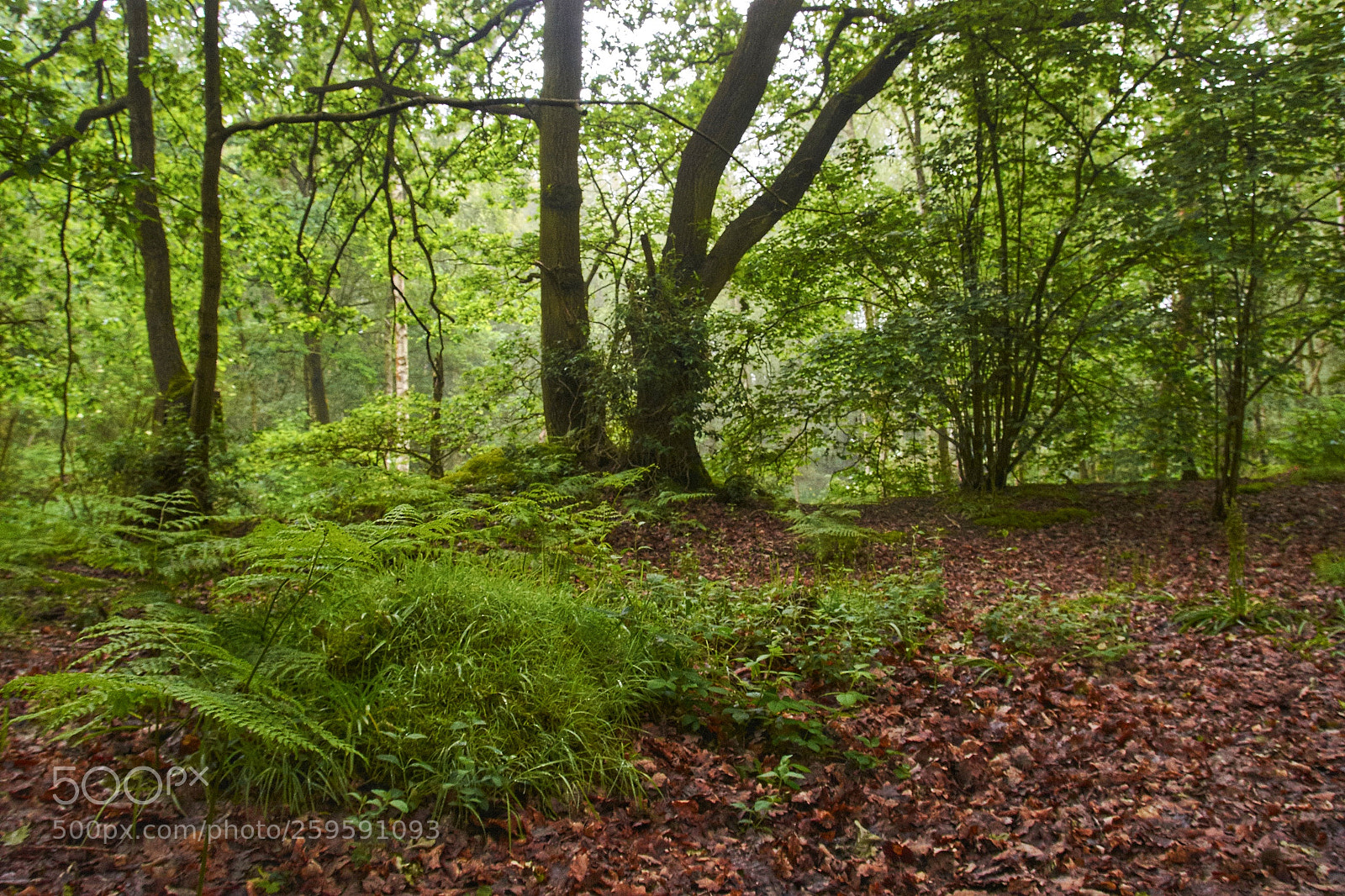 Nikon D7200 sample photo. Summer woodlamd photography