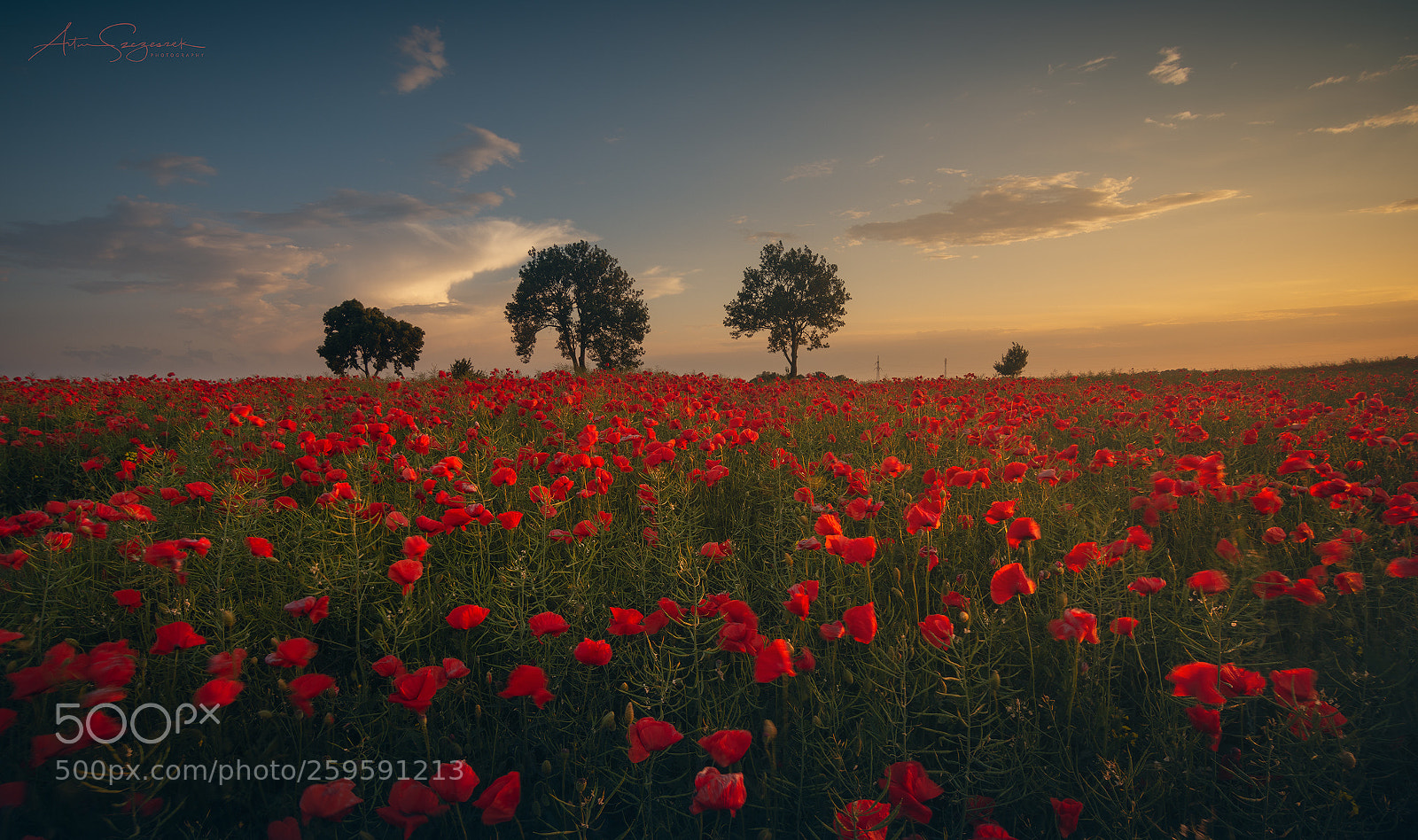 Nikon D7200 sample photo. When the poppies bloom photography