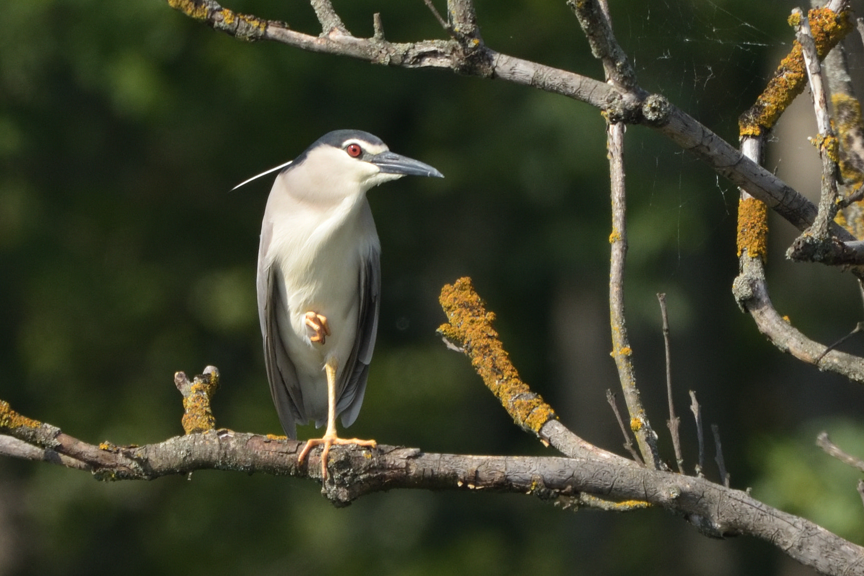 Sigma 150-600mm F5-6.3 DG OS HSM | C sample photo. Black-crowned night heron (nycticorax nycticorax) photography