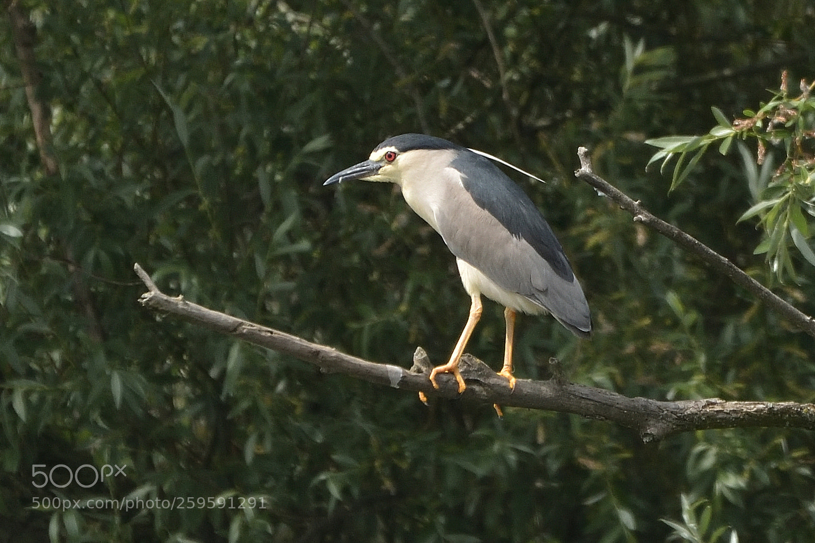 Nikon D750 sample photo. Black-crowned night heron nycticorax photography
