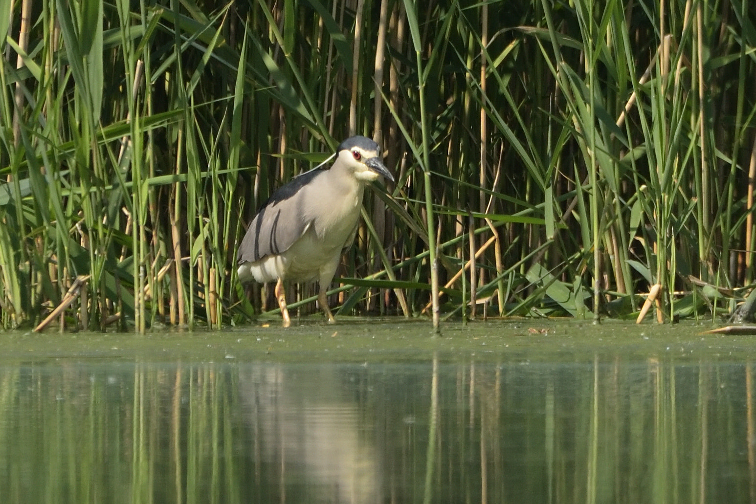 Sigma 150-600mm F5-6.3 DG OS HSM | C sample photo. Black-crowned night heron (nycticorax nycticorax) photography