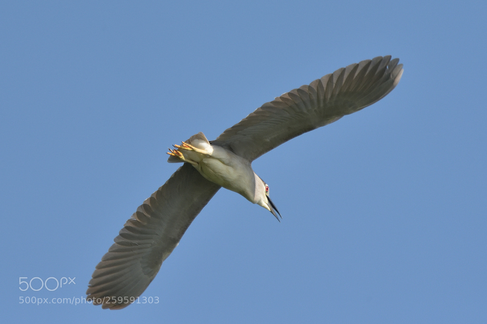 Nikon D750 sample photo. Flying black-crowned night heron photography