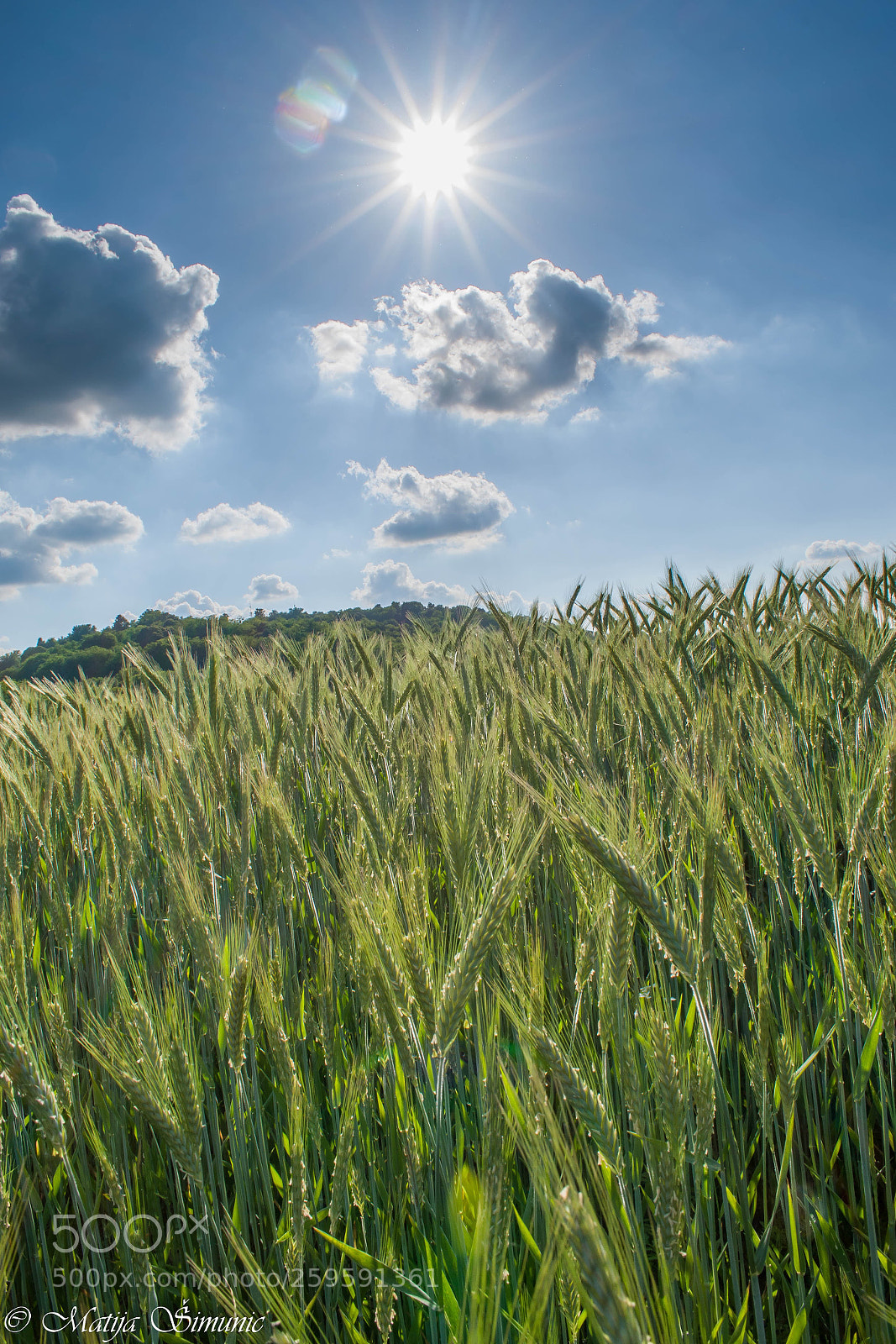 Nikon D5300 sample photo. Sun in the field photography