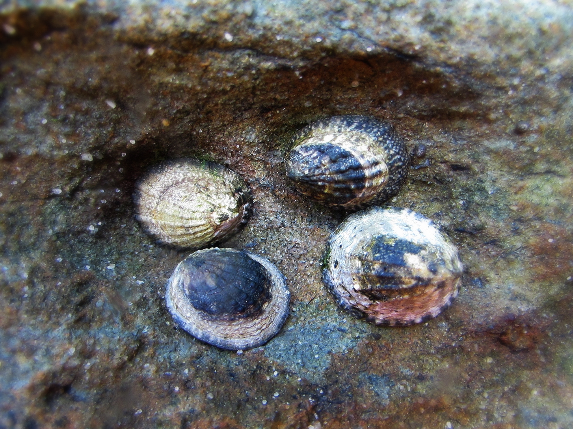 Canon PowerShot SX510 HS sample photo. Beach limpets photography