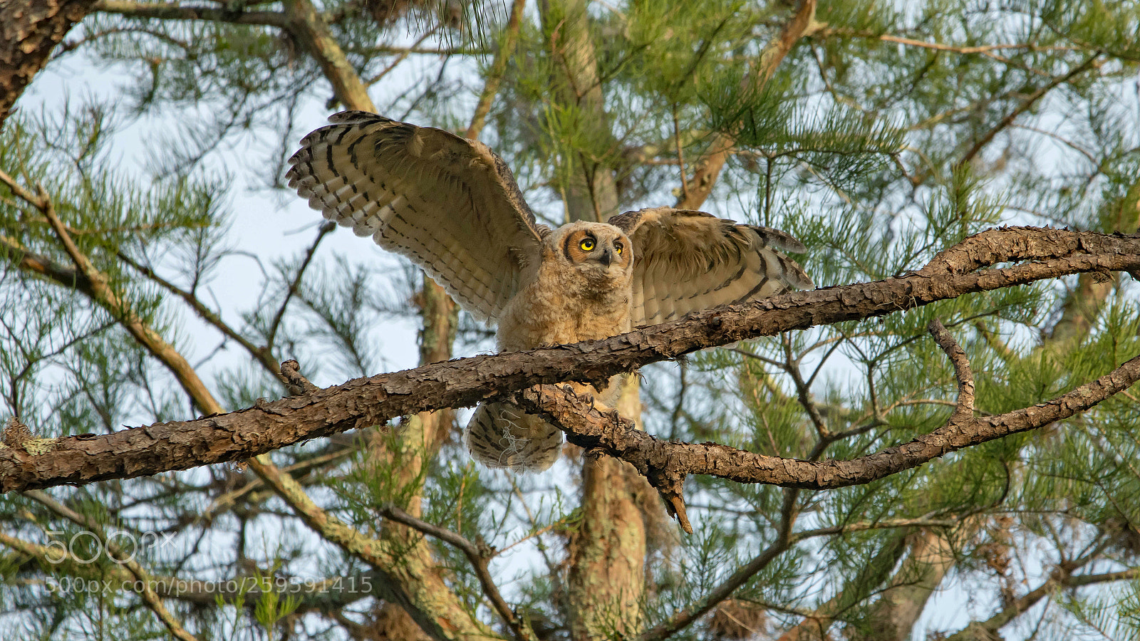 Nikon D500 sample photo. Owl landing photography