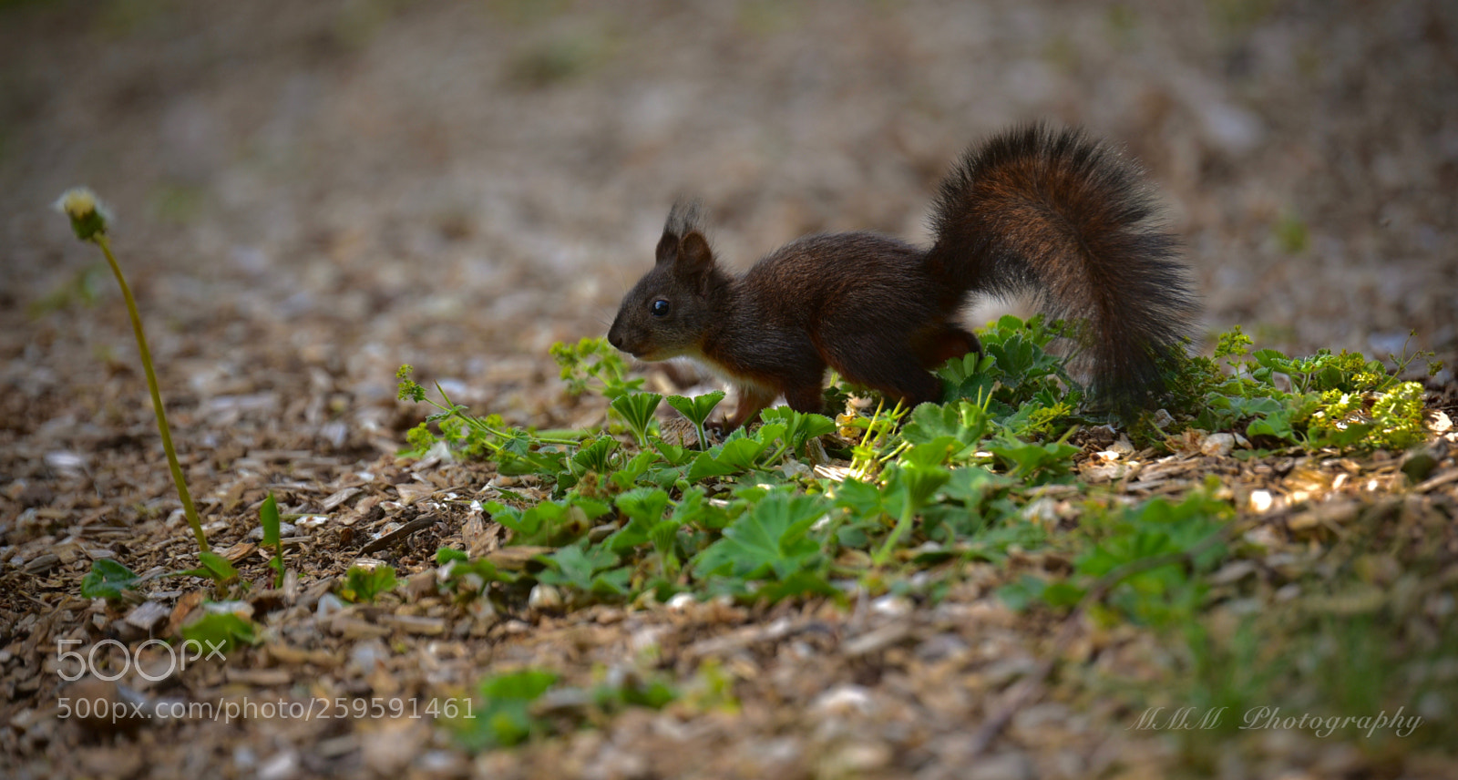 Nikon D750 sample photo. Squirrel on its way photography
