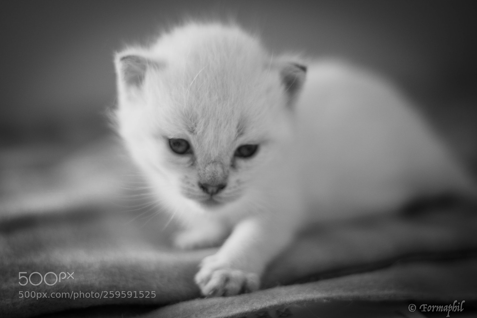 Canon EOS 750D (EOS Rebel T6i / EOS Kiss X8i) sample photo. Baby's cats photography