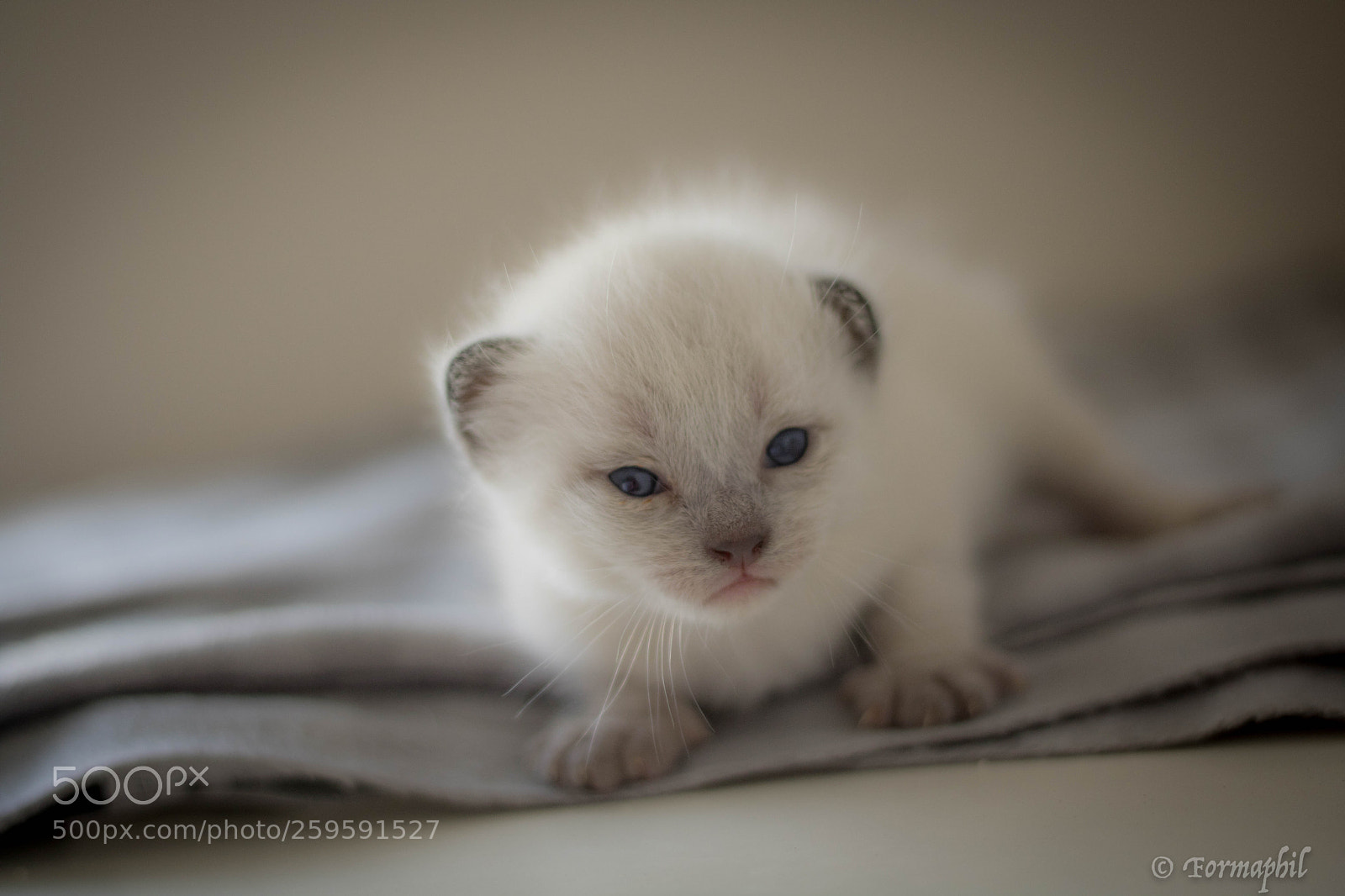 Canon EOS 750D (EOS Rebel T6i / EOS Kiss X8i) sample photo. Baby's cats photography