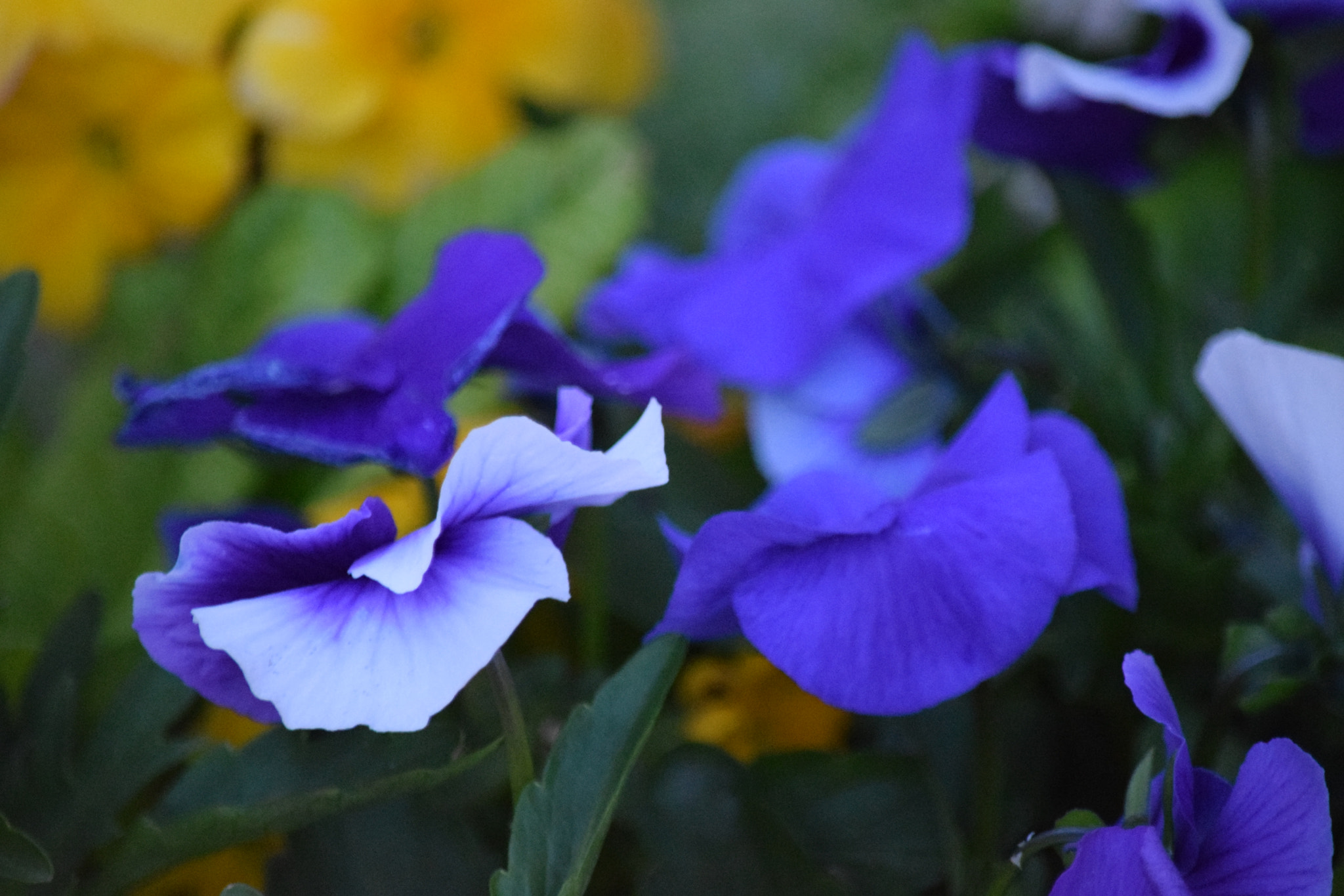Nikon D5300 sample photo. Dsc photography