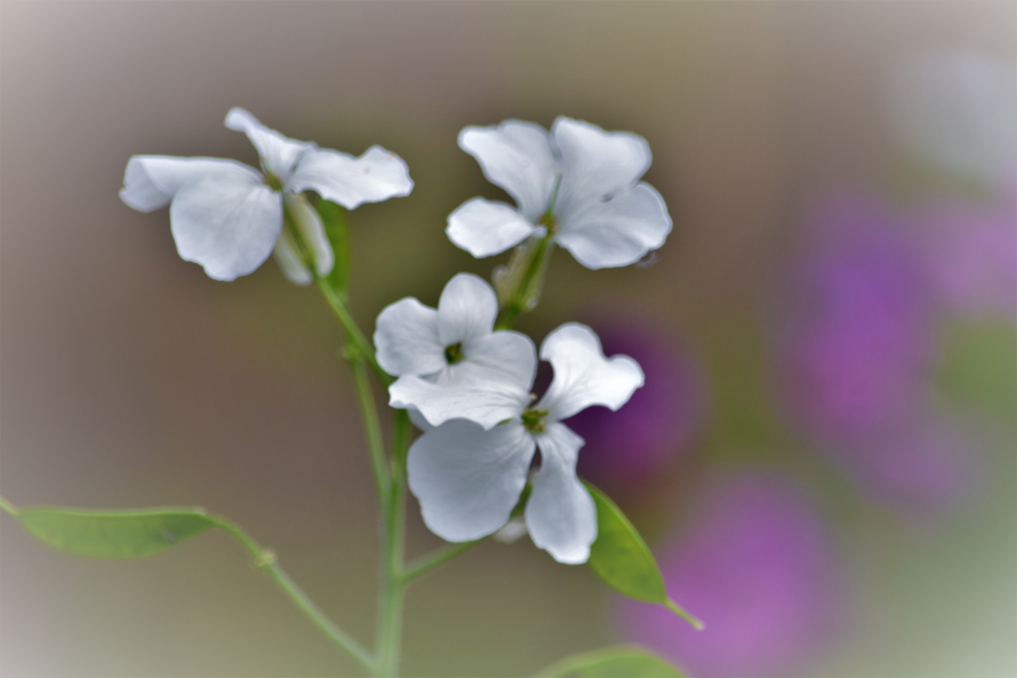 Nikon D5300 sample photo. () photography