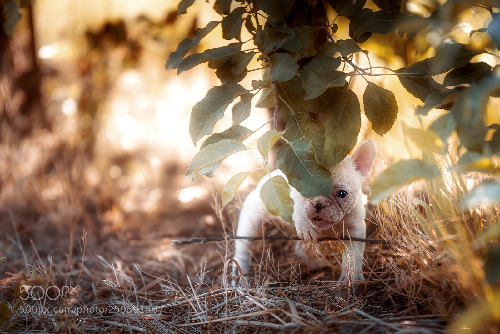 Nikon D750 sample photo. Small and hidden photography