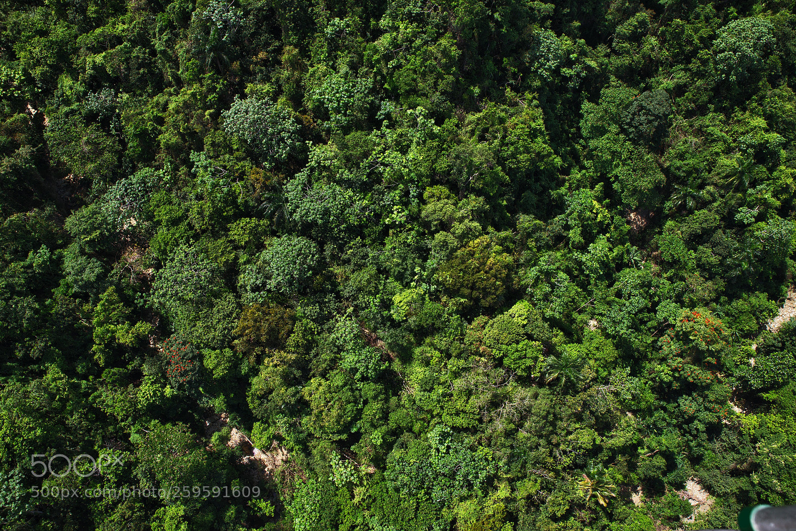 Pentax K-1 sample photo. Jungle photography