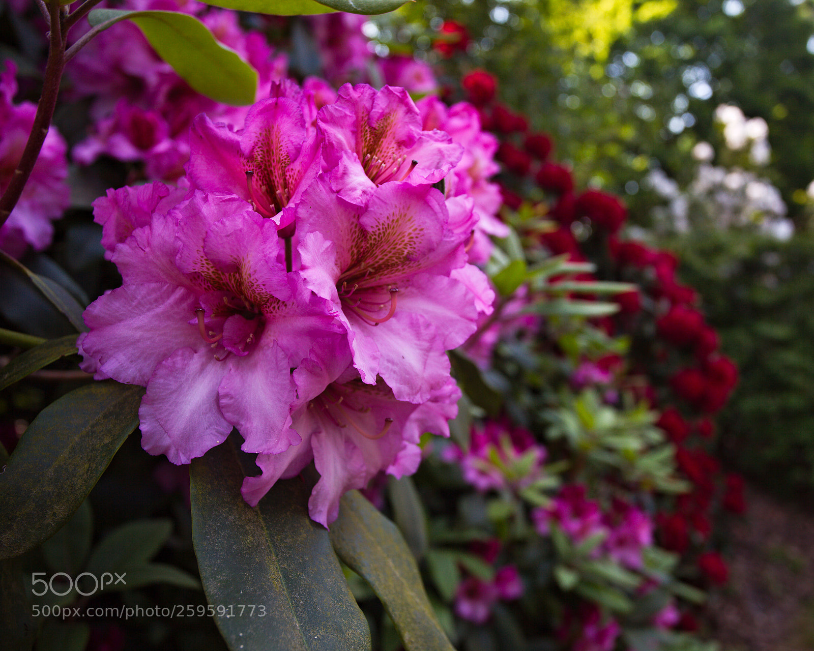 Canon EOS 5D Mark II sample photo. Rhododendrons photography