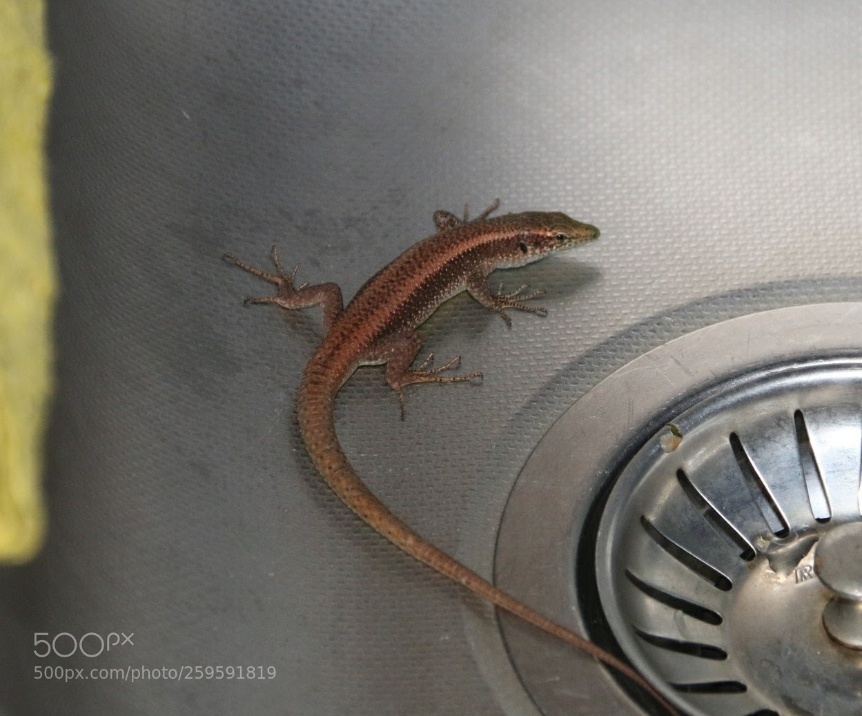 Canon EOS 70D sample photo. Wall lizard photography