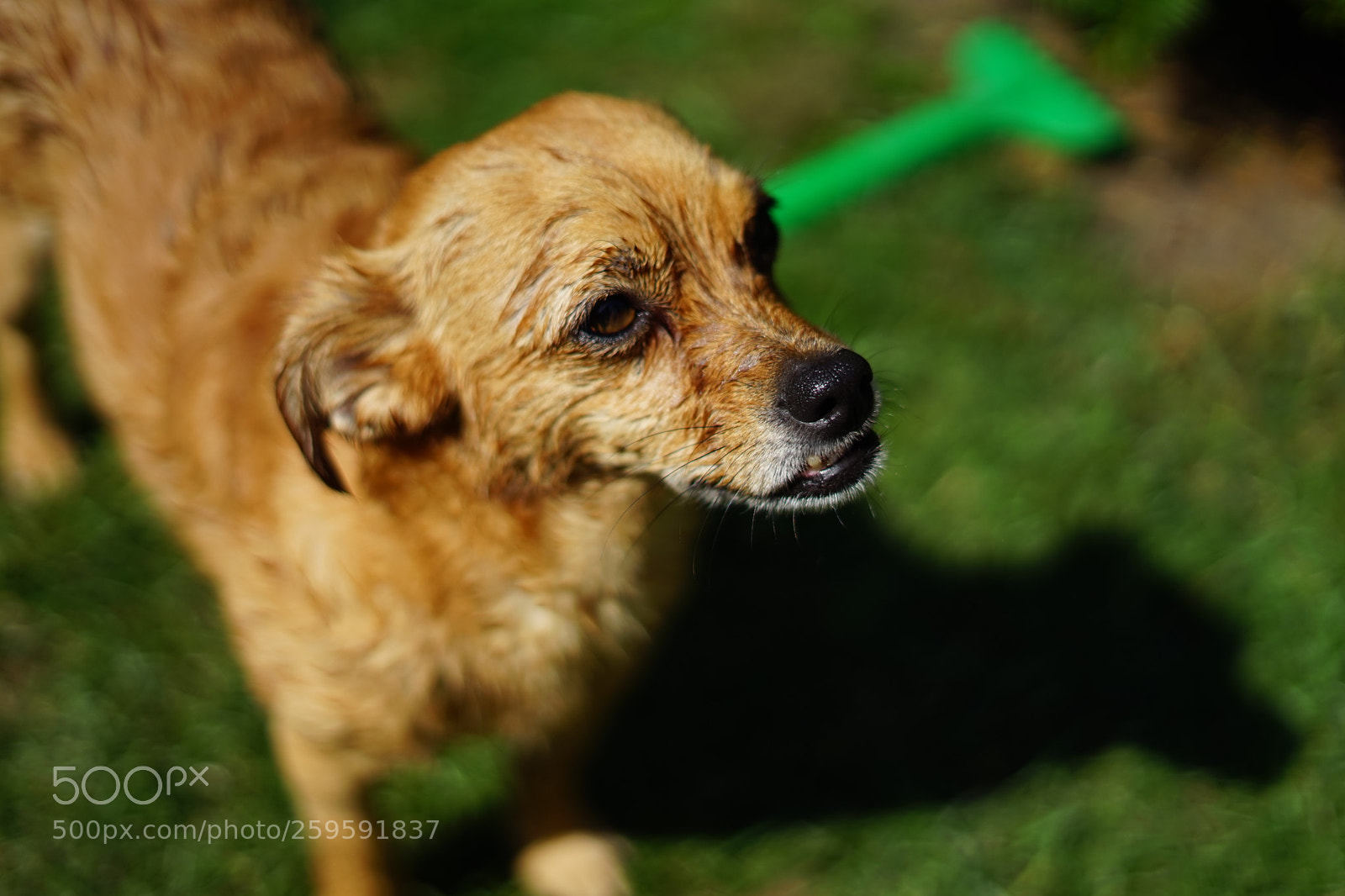 Sony a7 sample photo. Smarty photography