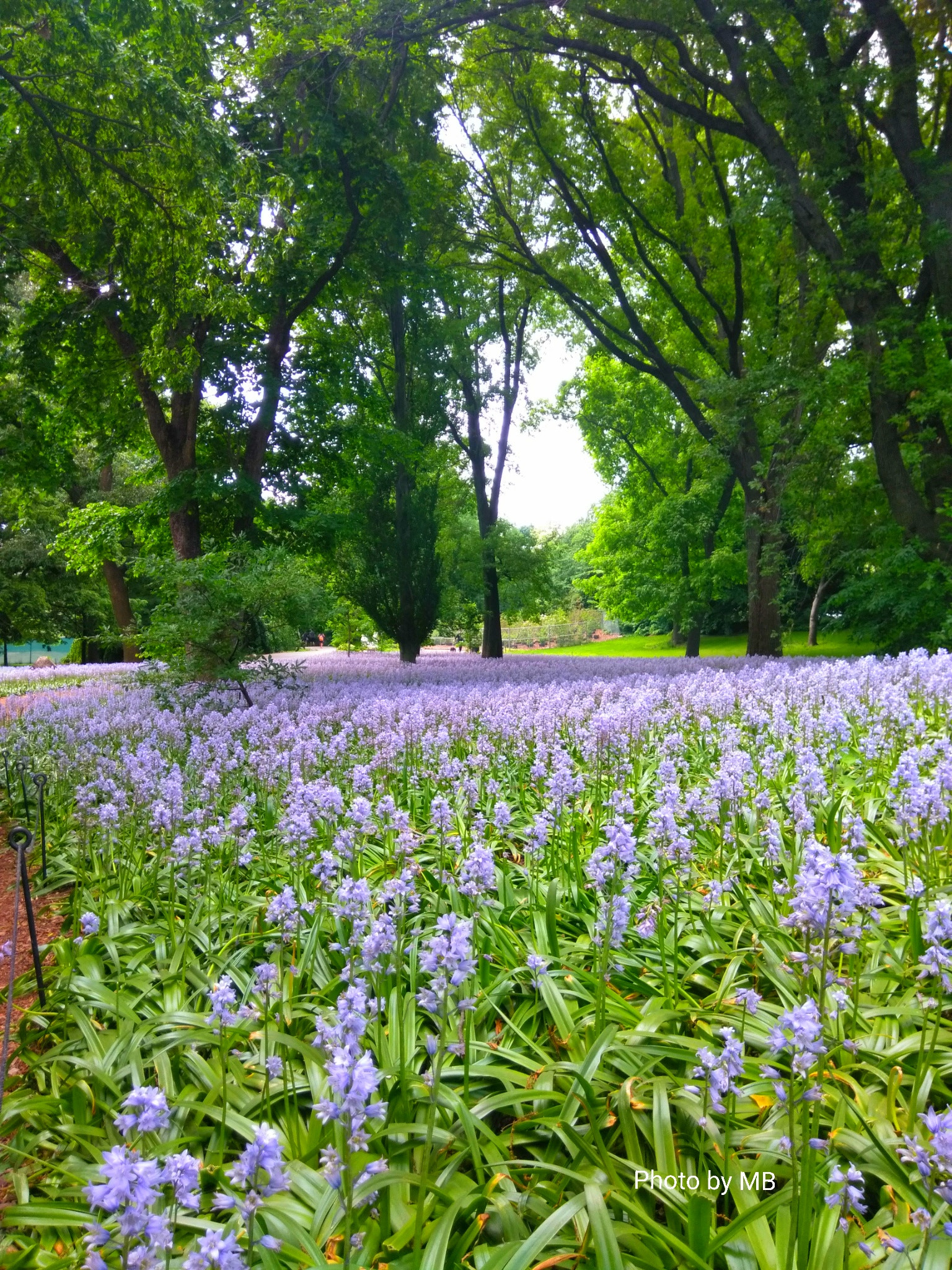 ZTE BLADE ZMAX sample photo. Garden photography