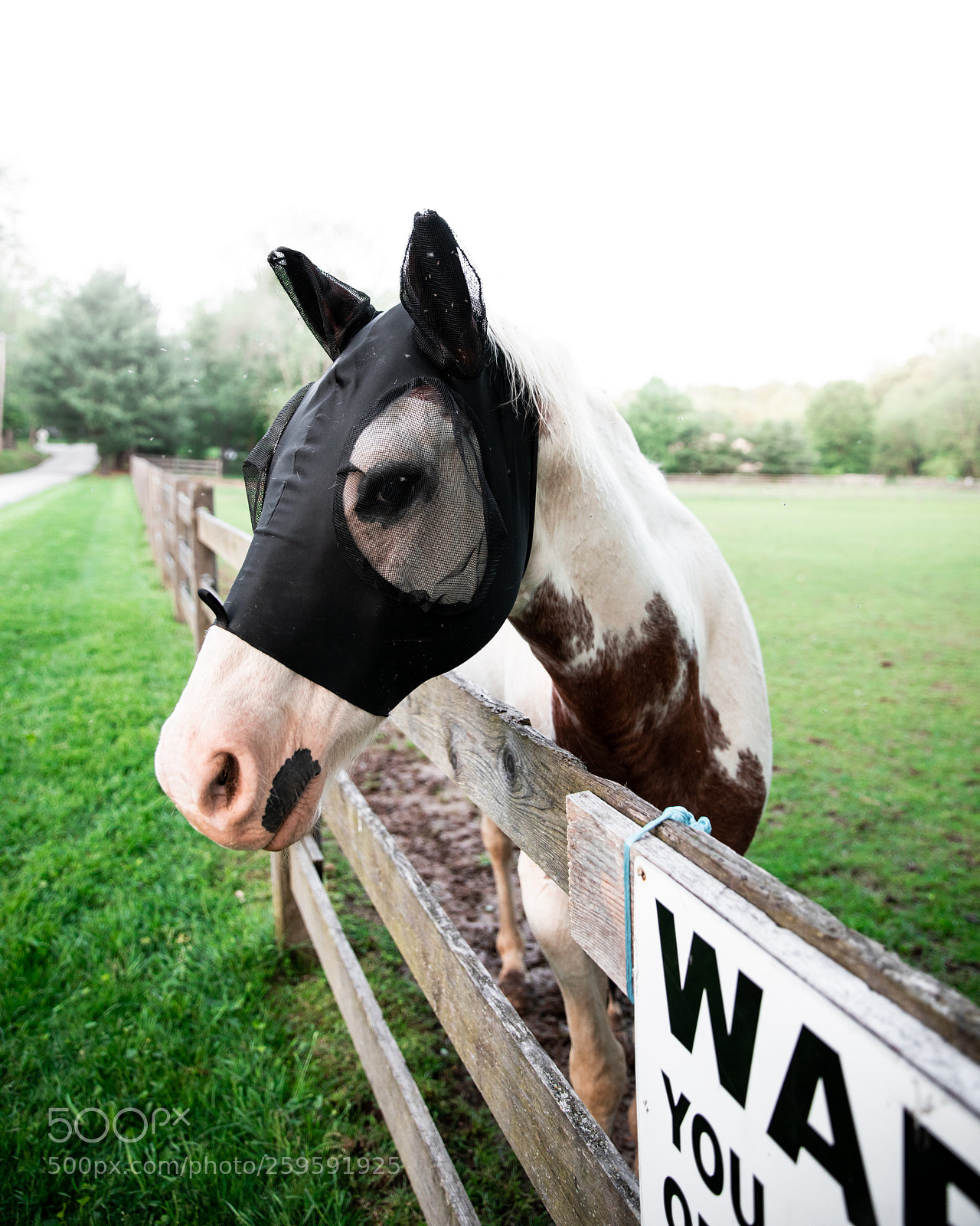 Canon EOS 5D Mark IV sample photo. Horse with net photography