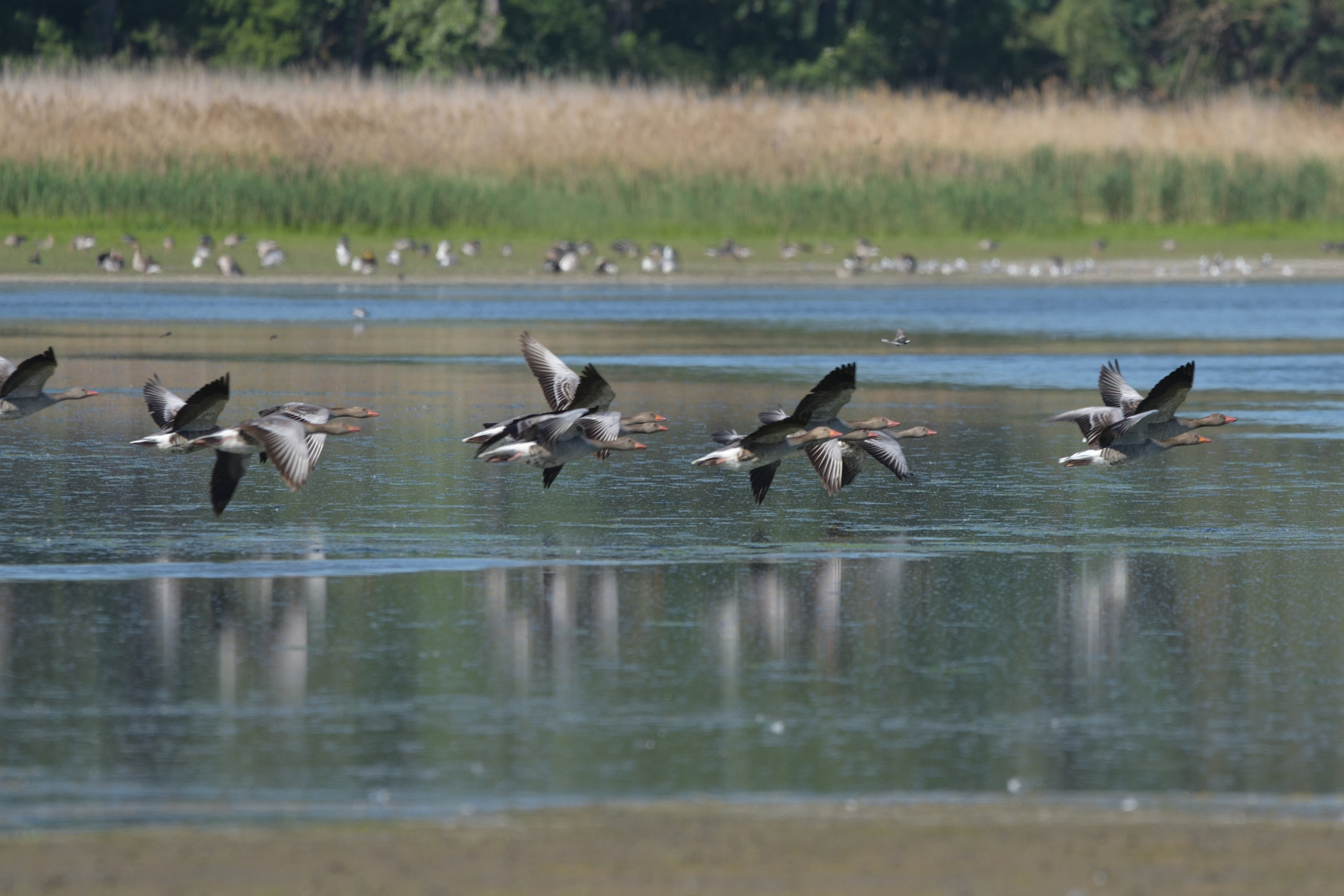 Sigma 150-600mm F5-6.3 DG OS HSM | C sample photo. Greylag goose (anser anser) photography