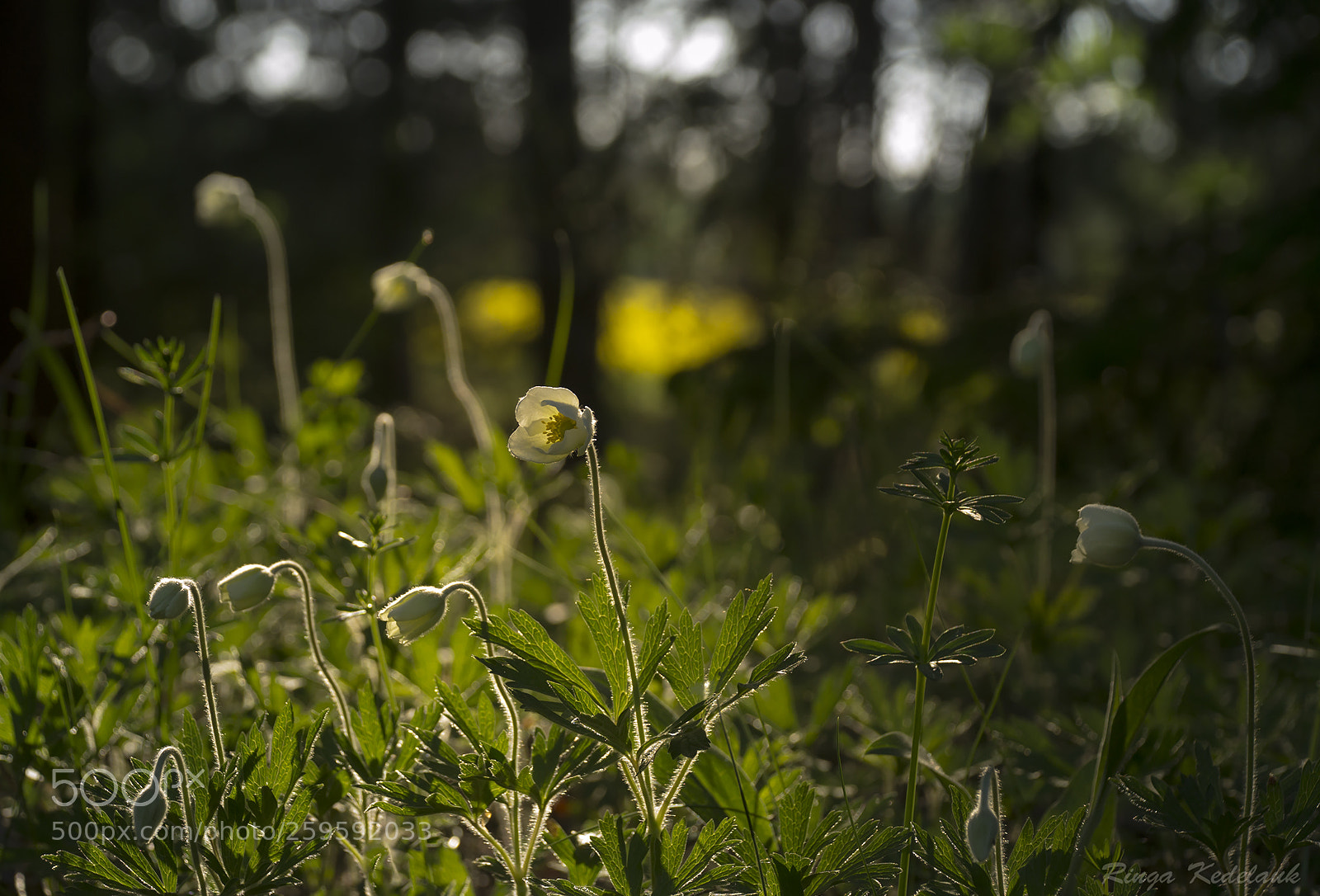 Nikon D3100 sample photo. Snowdrop anemone photography