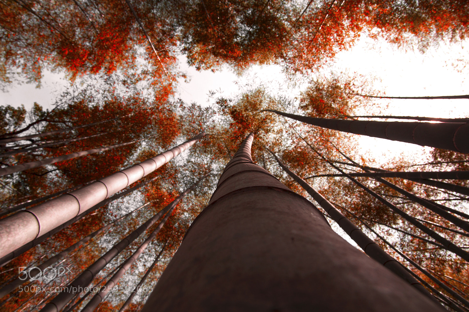 Canon EOS 60D sample photo. Bamboo forest photography