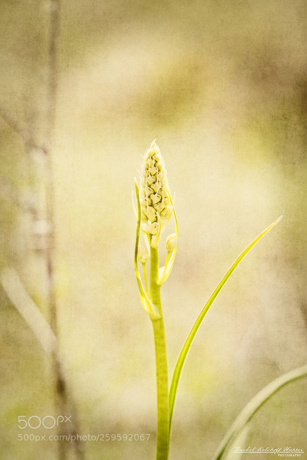 Nikon D810 sample photo. On the grasslands photography