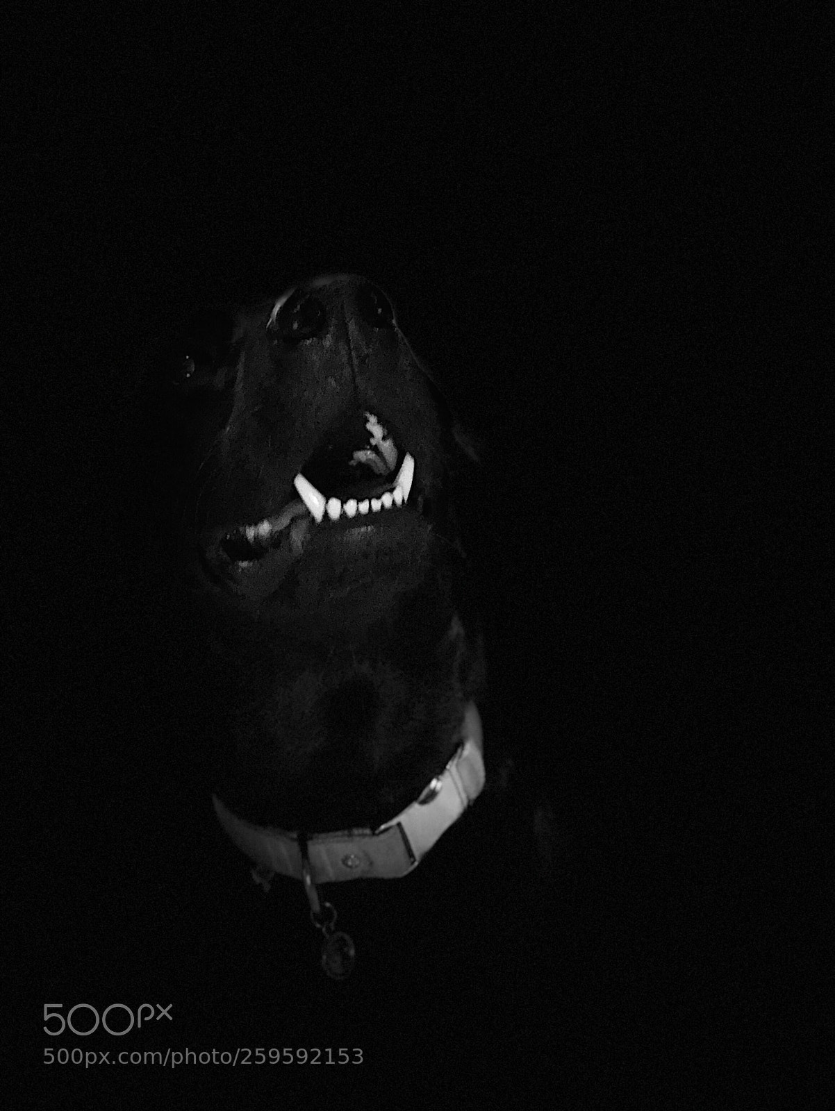 Apple iPhone X sample photo. Untitled photography