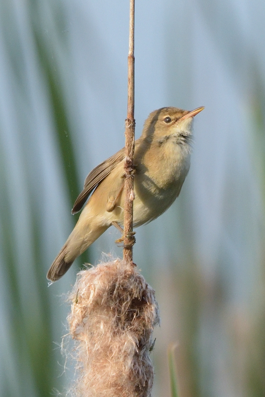Sigma 150-600mm F5-6.3 DG OS HSM | C sample photo. Eurasian reed warbler, or just reed warbler (acrocephalus scirpaceus) photography