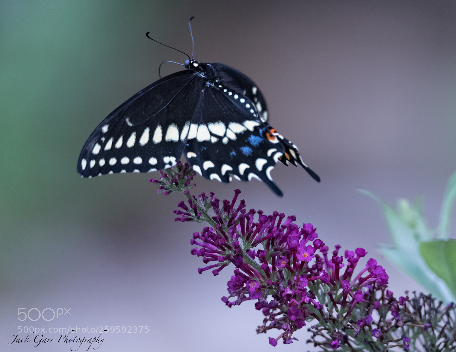 Canon EOS-1D X Mark II sample photo. Black swallowtail flying photography