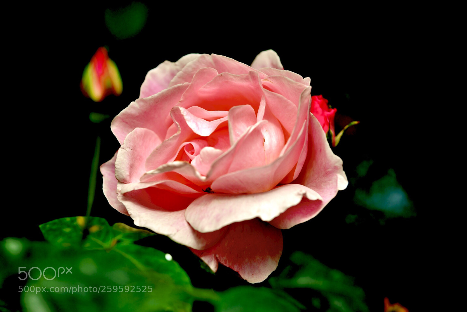 Nikon D610 sample photo. The rose photography