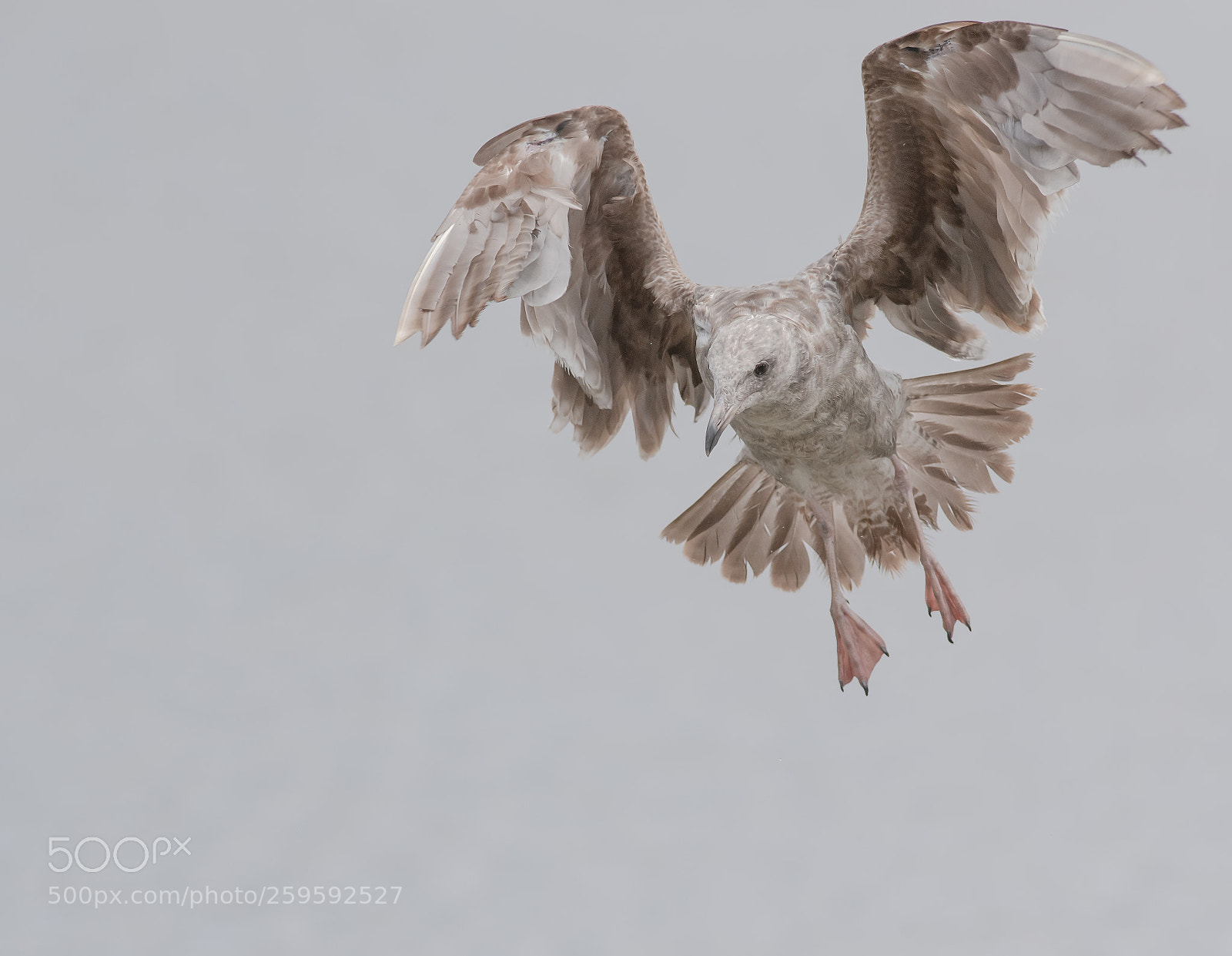 Nikon D5 sample photo. Landing like leaves 飘落如叶 photography
