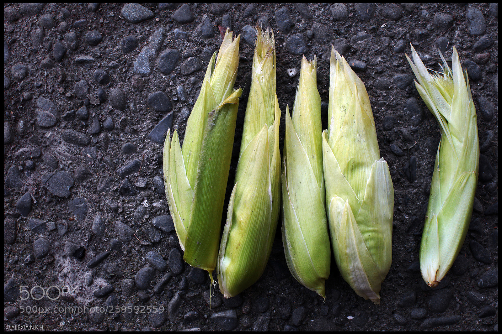 Canon EOS 5D Mark II sample photo. Five baby corn photography
