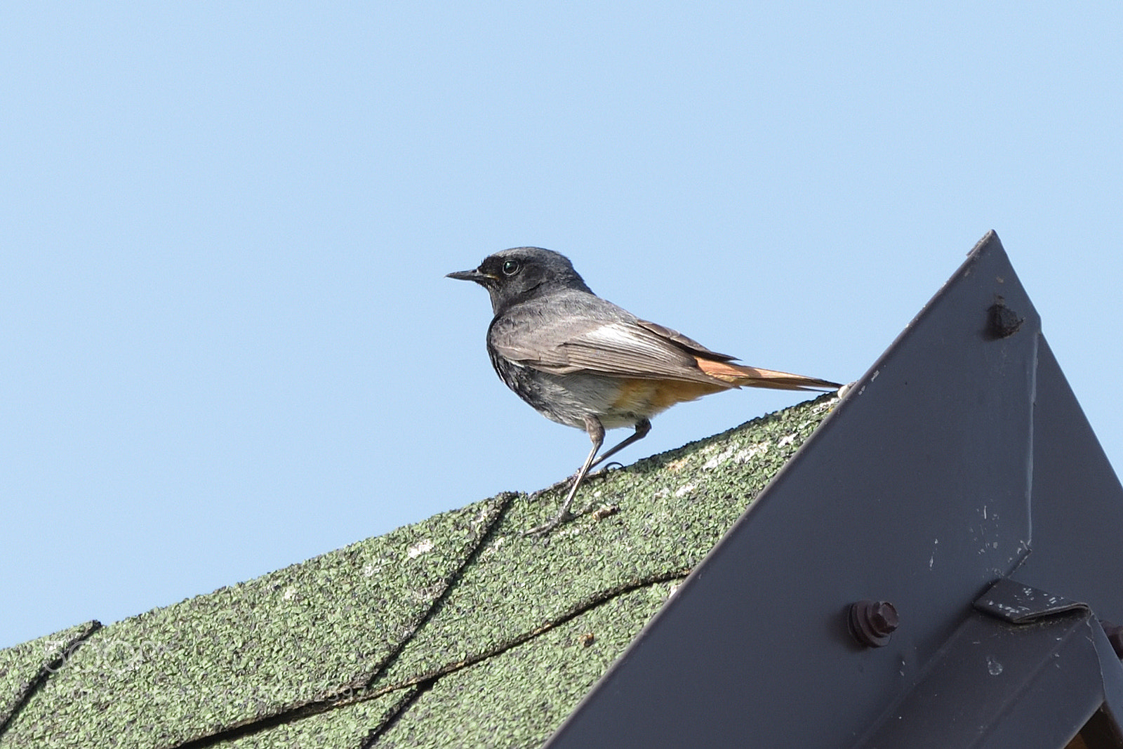 Nikon D750 sample photo. Black redstart male phoenicurus photography