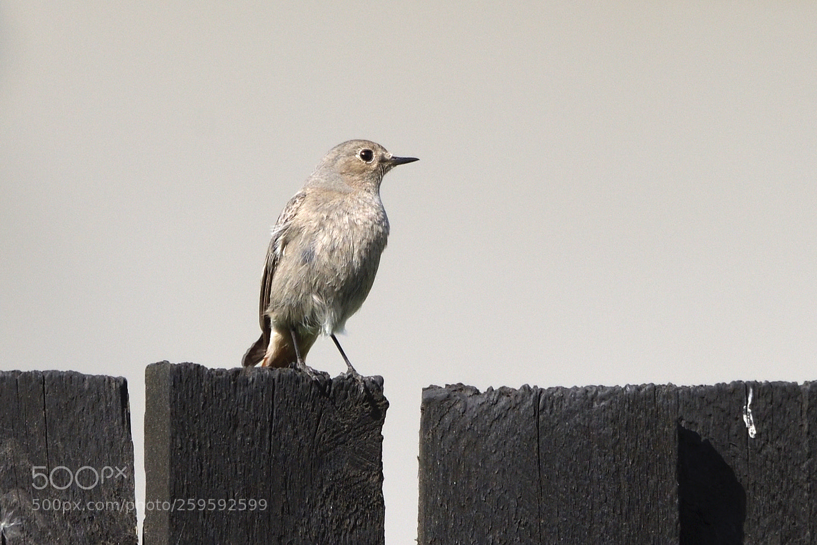 Nikon D750 sample photo. Black redstart, female phoenicurus photography