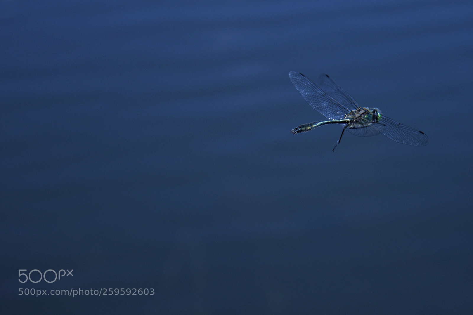 Canon EOS 70D sample photo. Dragonfly photography