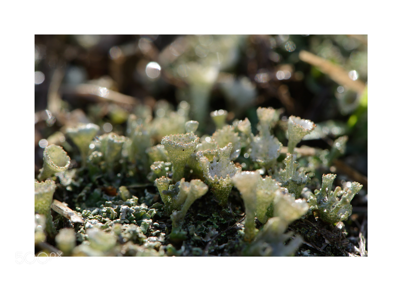 Nikon D610 sample photo. Untitled photography