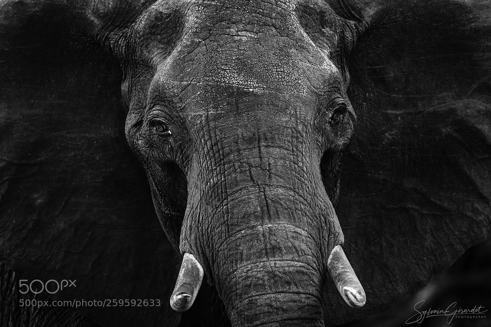 Nikon D800 sample photo. Portrait d'éléphant photography